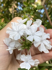 Plumbago zeylanica