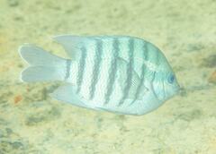 Abudefduf bengalensis