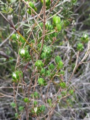 Darwinia leptantha