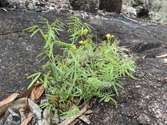 Senna aciphylla