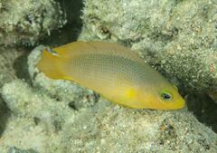 Pseudochromis fuscus