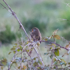 Erithacus rubecula