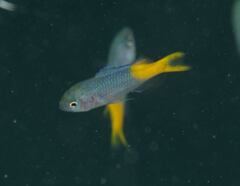 Neopomacentrus azysron