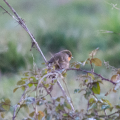 Erithacus rubecula