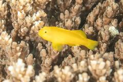 Gobiodon okinawae