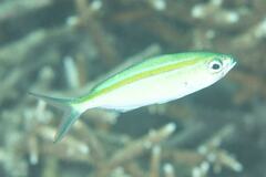 Caesio caerulaurea
