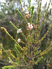 Baeckea imbricata
