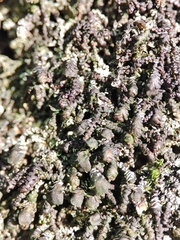 Frullania dilatata
