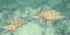 Epinephelus fasciatus