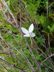 Bouvardia longiflora