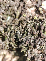 Frullania dilatata