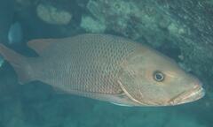 Lutjanus argentimaculatus