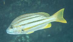 Lutjanus carponotatus
