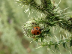 Coccinella magnifica