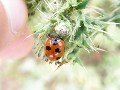 Coccinella magnifica