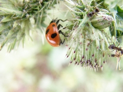 Coccinella magnifica