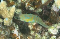 Halichoeres melanurus