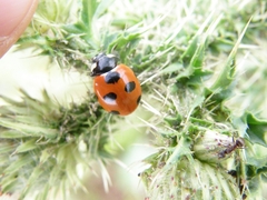 Coccinella magnifica