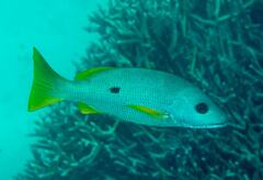 Lutjanus monostigma