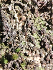 Frullania dilatata