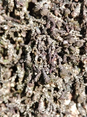Frullania dilatata