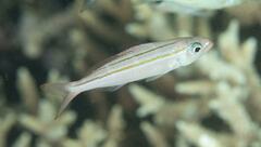 Pterocaesio digramma