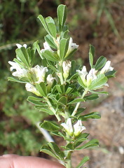 Psoralea prodiens
