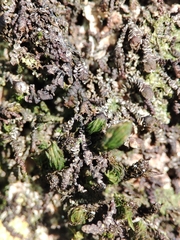 Frullania dilatata