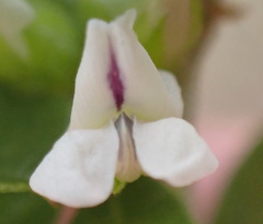 Psoralea prodiens