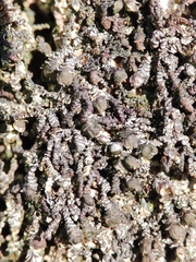 Frullania dilatata