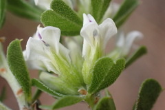 Psoralea prodiens