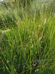 Netrostylis capillaris