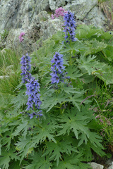 Delphinium dubium