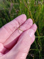 Netrostylis capillaris