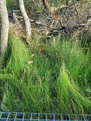 Netrostylis capillaris