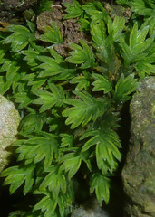 Fissidens bryoides