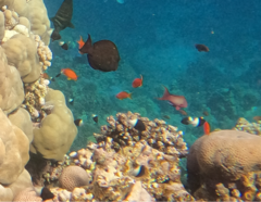 Pycnochromis dimidiatus