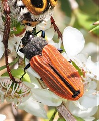 Castiarina erythroptera
