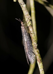 Bandidus canifrons