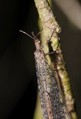 Bandidus canifrons