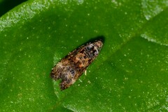 Endothenia oblongana
