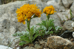 Jacobaea incana