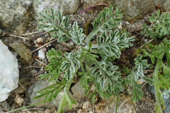 Jacobaea incana