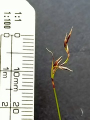Netrostylis capillaris