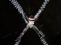Argiope caledonia