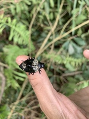 Cypherotylus tigrinus
