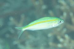 Caesio caerulaurea