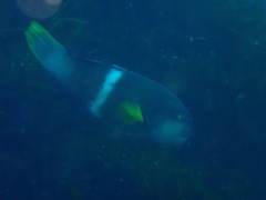 Notolabrus tetricus