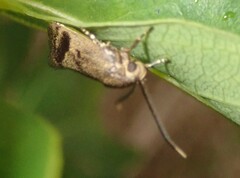 Pycnocera hypoxantha