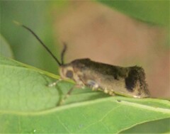 Pycnocera hypoxantha